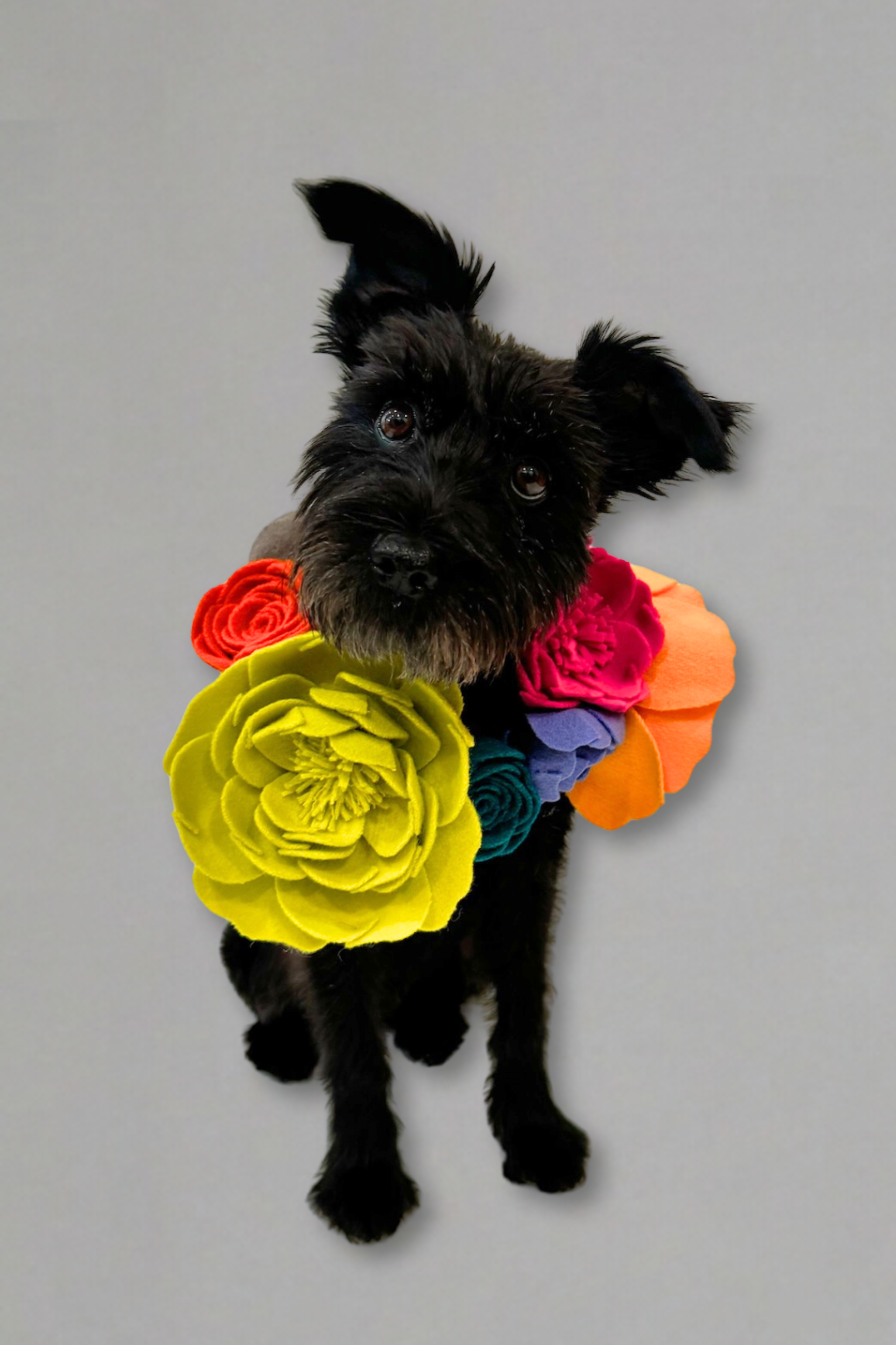 Floral Pet Collar Adaptation
