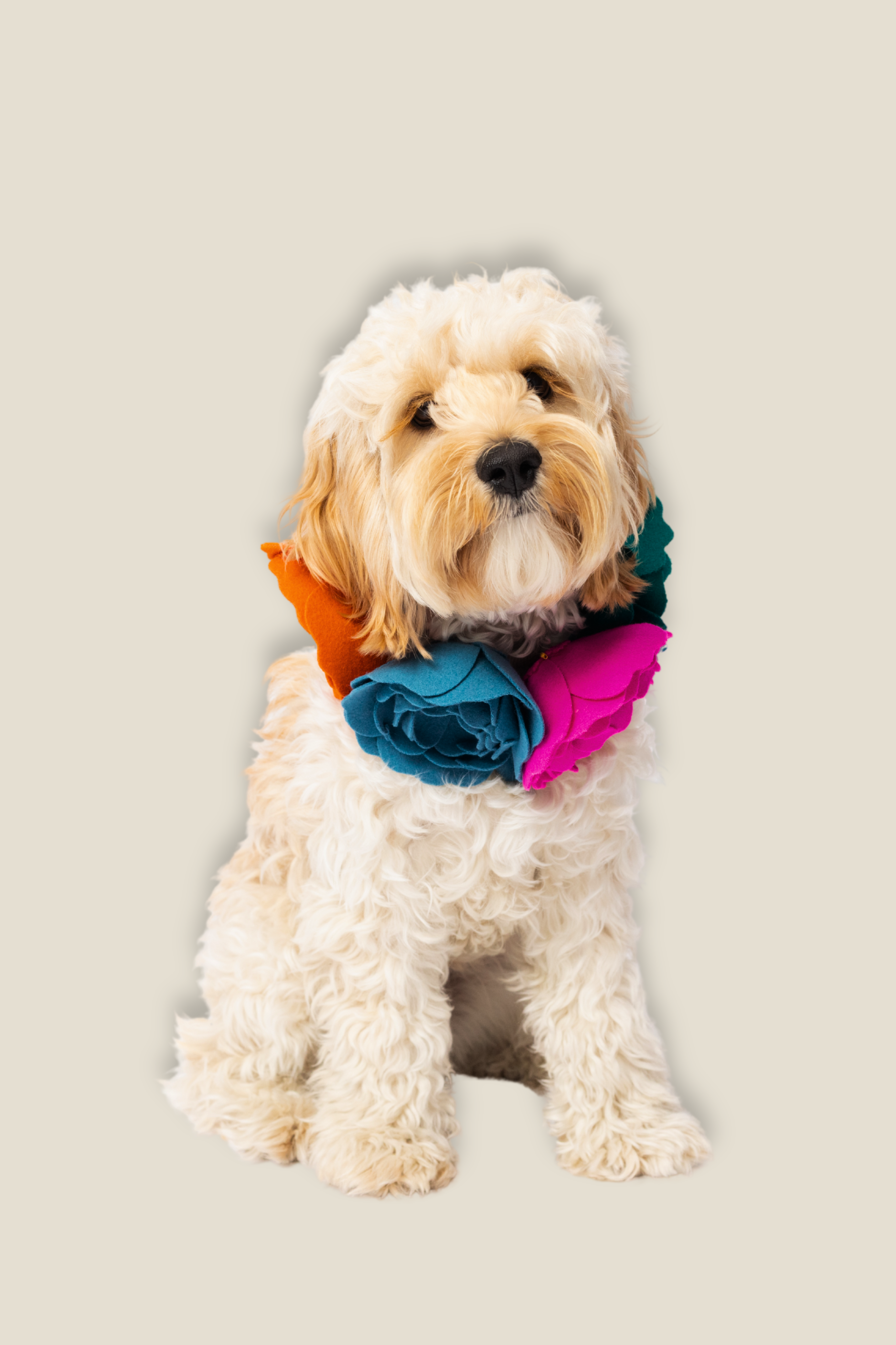 Floral Pet Collar Adaptation