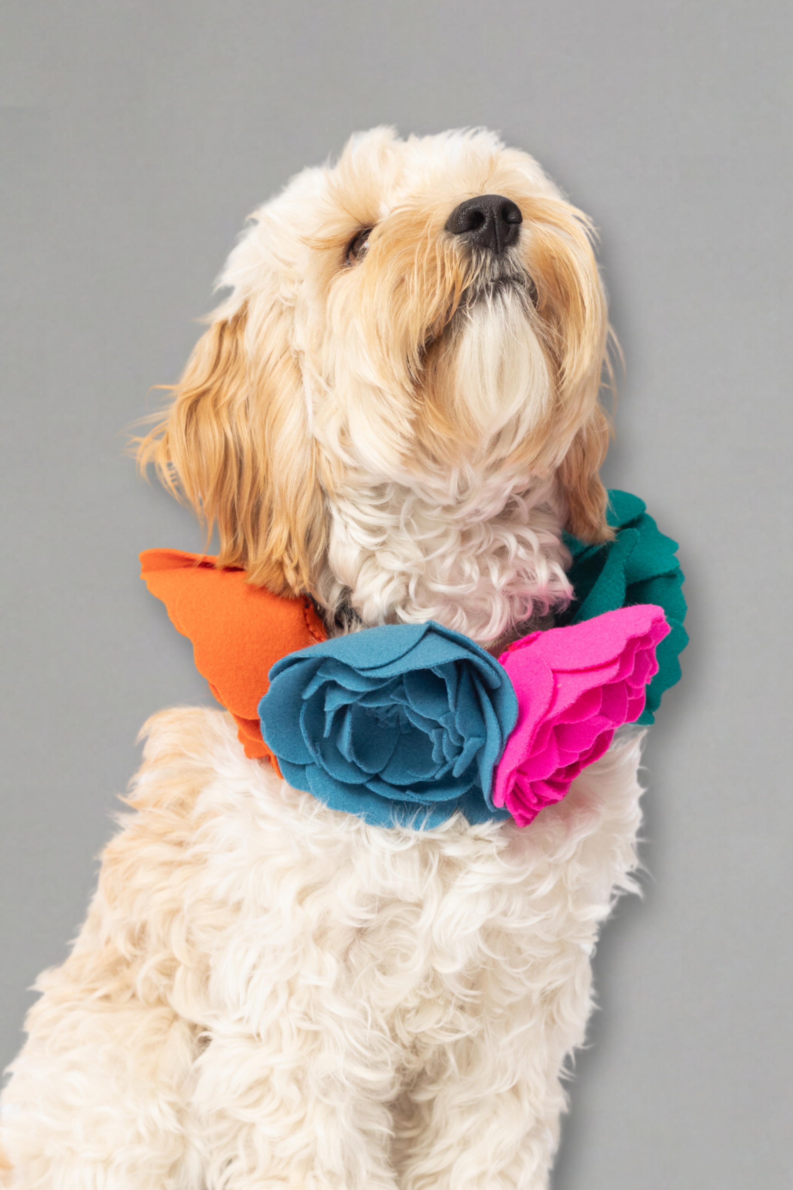 Floral Pet Collar Adaptation